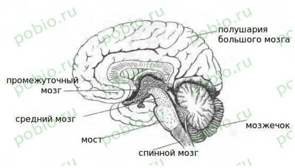 Рисунок мозга биология 8 класс. Биология 8 схема головной мозг. Отделы головного мозга 8 класс биология. Схема головного мозга 8 класс. Схема строения отделов головного мозга.