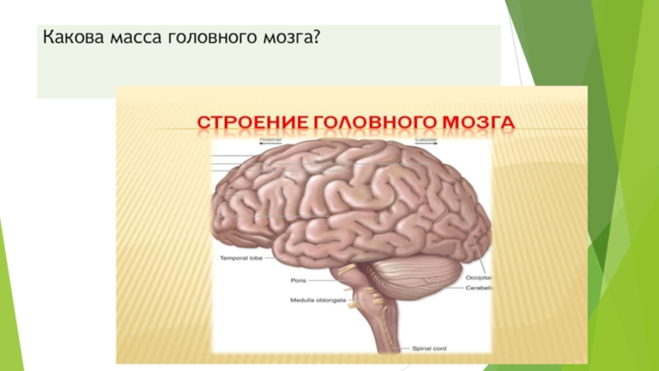 Биология мозга учебники. Головной мозг биология 8 класс. Масса головного мозга. Строение головного мозга 8 класс. Строение головного мозга 8 класс биология.