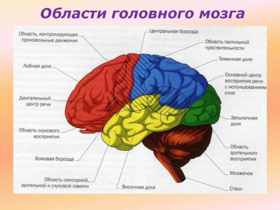 Строение головного мозга рисунок