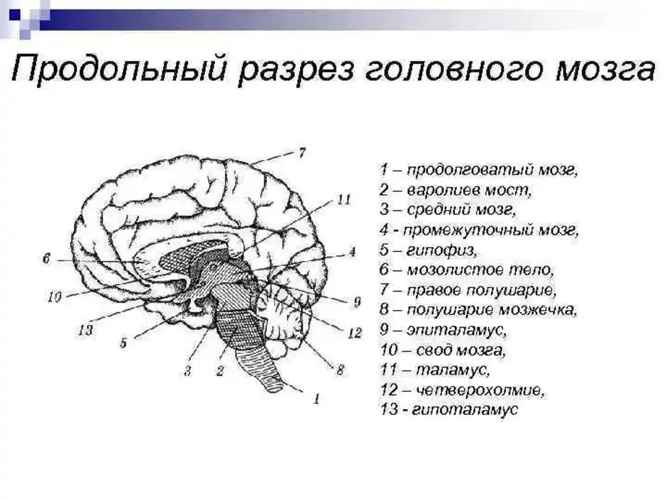Какие отделы головного мозга выделяют. Основные отделы головного мозга на продольном разрезе. Строение головного мозга человека в продольном разрезе. Строение отделов головного мозга рисунок. Строение головного мозга вид сбоку.