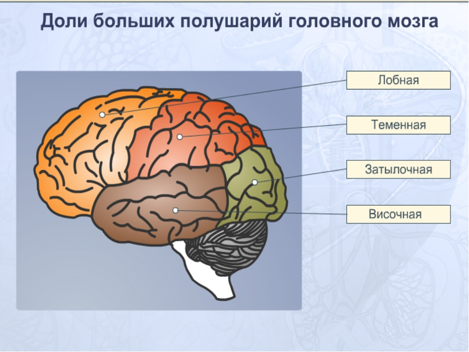 Общий план строения коры больших полушарий головного мозга