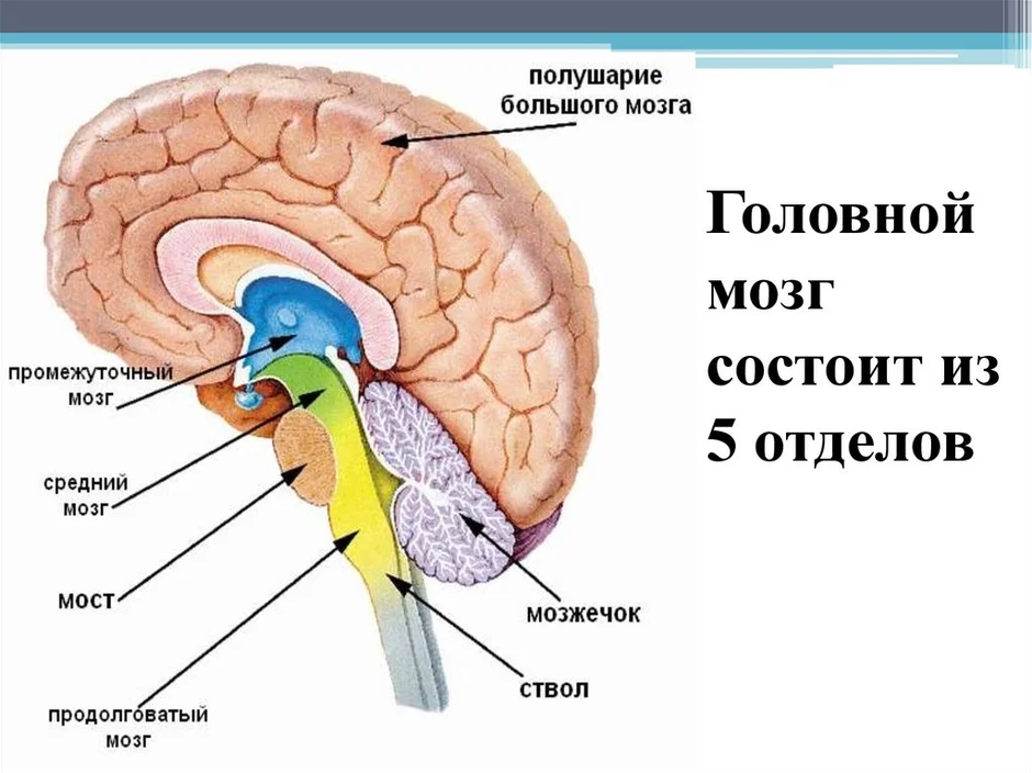 Структуры головного мозга биология 8 класс. Отделы головного мозга 8 класс биология. Схема строения отделов головного мозга. Головной мозг состоит из 5 отделов.