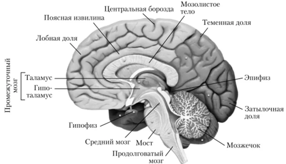 Латинское название мозга. Отделы головного мозга схема ЕГЭ. Головной мозг строение отделов мозга. Структура отделов головного мозга. Отдел головного мозга структуры отдела.