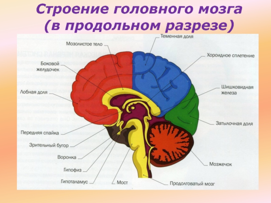 Низших отделов мозга. Схема строения отделов головного мозга. Продольный разрез головного мозга схема. Головной мозг продольный разрез анатомия. Схема внутреннего строения головного мозга.