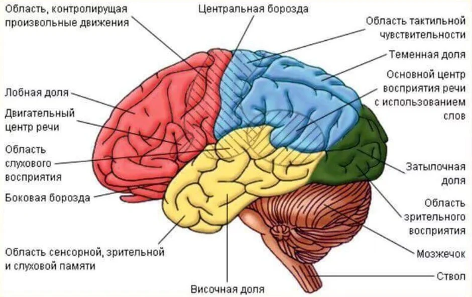 Презентация 8 класс головной мозг строение и функции 8 класс