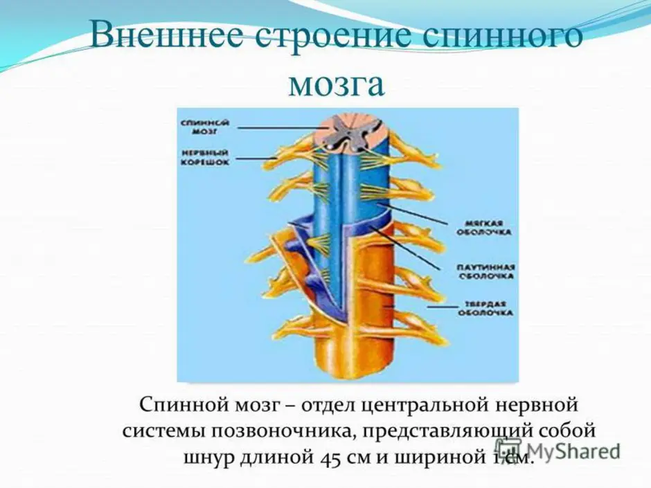 Расположение отделов спинного мозга. Наружное строение спинного мозга. Внешнее строение спинного мозга анатомия. Внешнее и внутреннее строение спинного мозга анатомия. Внутреннее строение спинного мозга анатомия.