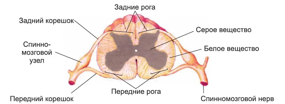 Строение спинного мозга рисунок