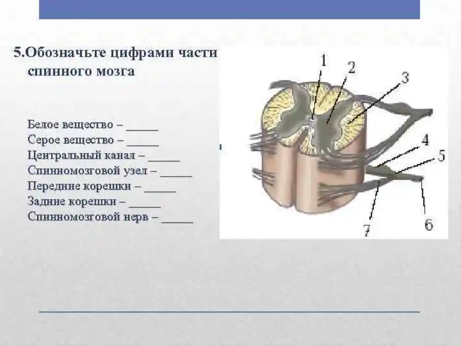 Передние и задние корешки. Задние корешки спинного мозга. Передние корешки спинного мозга. Задний корешок строение.