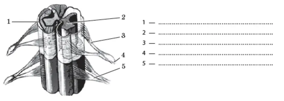 Назовите структуры спинного мозга обозначенные на рисунке цифрами 1 и 2