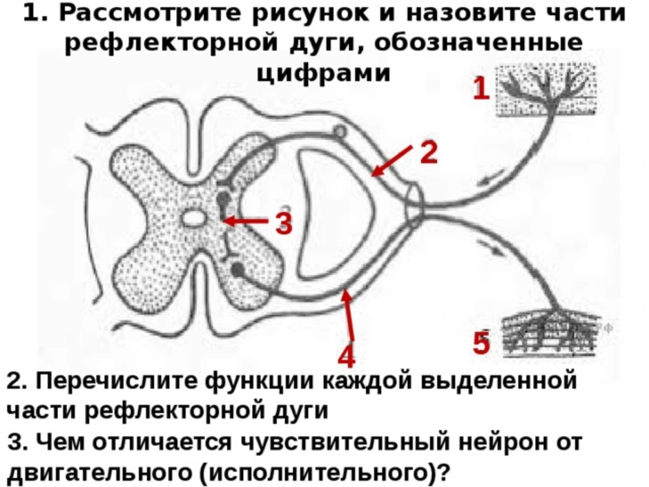 Рассмотрите рисунок что обозначено цифрой 2. Части рефлекторной дуги 8 кл. Звенья рефлекторной дуги 8 класс биология. Схема строения рефлекторной дуги 8 класс. Части рефлекторной дуги 8 класс биология.