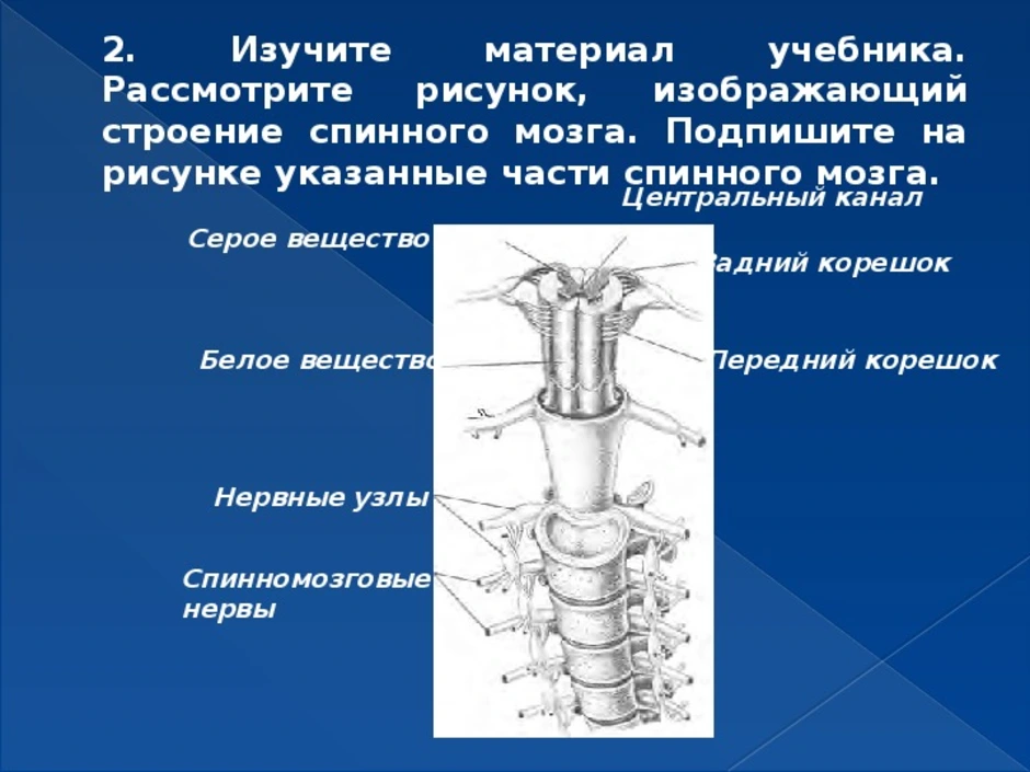 Спинной мозг биология 8. Центральный канал спинной мозг. Строение спинного мозга 8 класс. Презентация по биологии 8 класс спинной мозг. Строение спинного мозга 8 класс биология.