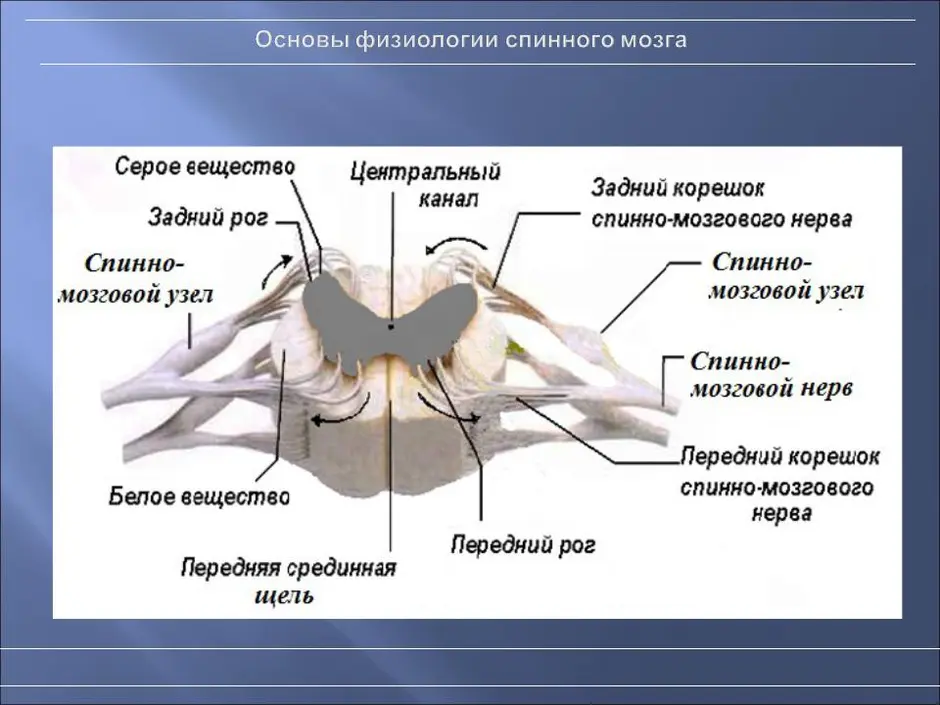 Схема строения спинного мозга человека