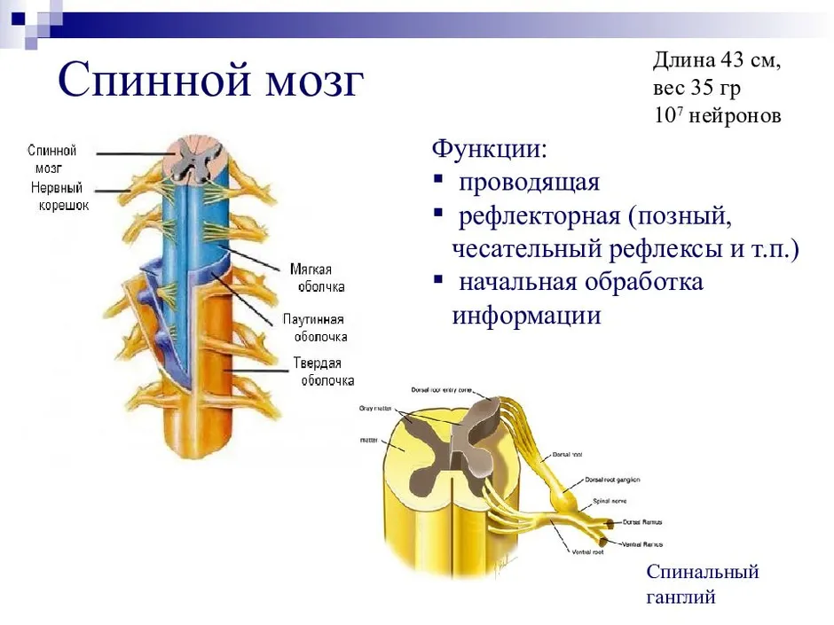 Общий план строения спинного мозга