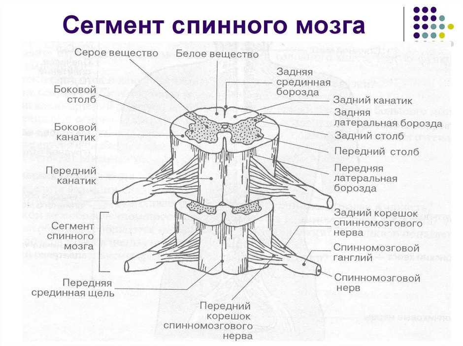 Задние столбы спинного. Внутреннее строение сегмента спинного мозга. Спинной мозг строение спинного мозга. Строение спинного мозга 8 класс биология. Срединная перегородка спинного мозга.
