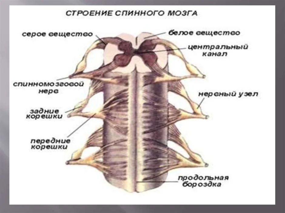 Строение спинного мозга 8 класс биология рисунок