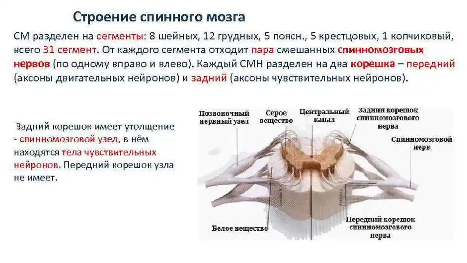 Назовите структуры спинного мозга обозначенные на рисунке