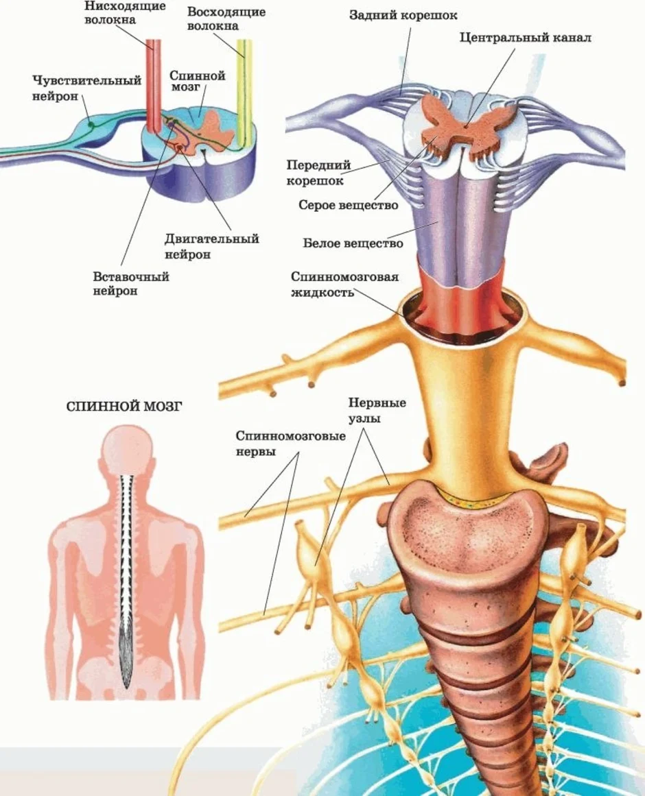 Строение спинного мозга 8 класс биология рисунок
