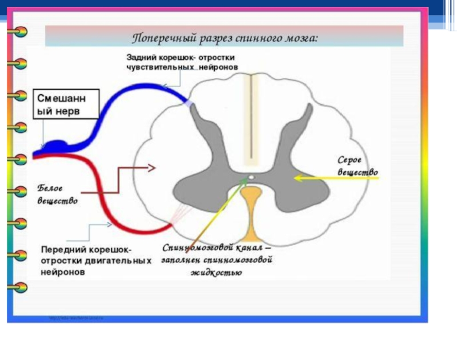 Строение спинного мозга рисунок