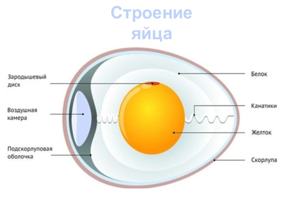 Строение яйца курицы рисунок