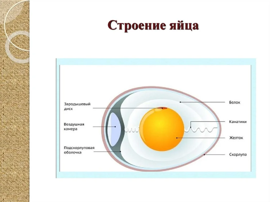 Картинка строение куриного яйца