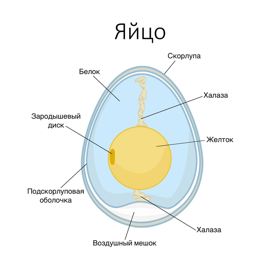 Схема яйца птицы