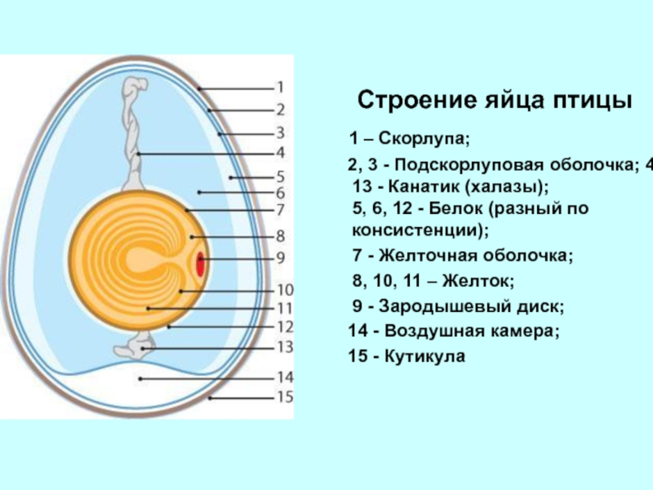 Рассмотрите изображение яйца птиц укажите элементы строения которые отмечены цифрами