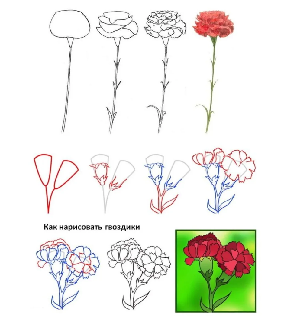 Как легко нарисовать гвоздики поэтапно