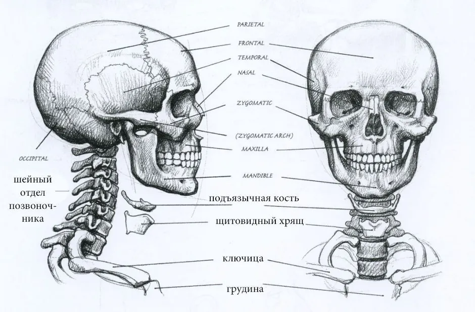 Кости человека строение рисунок