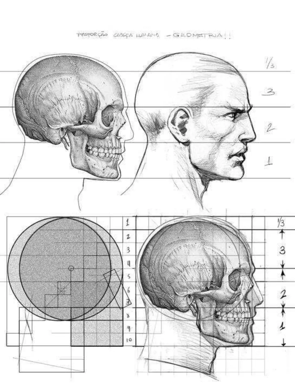 Анатомия головы человека рисунок