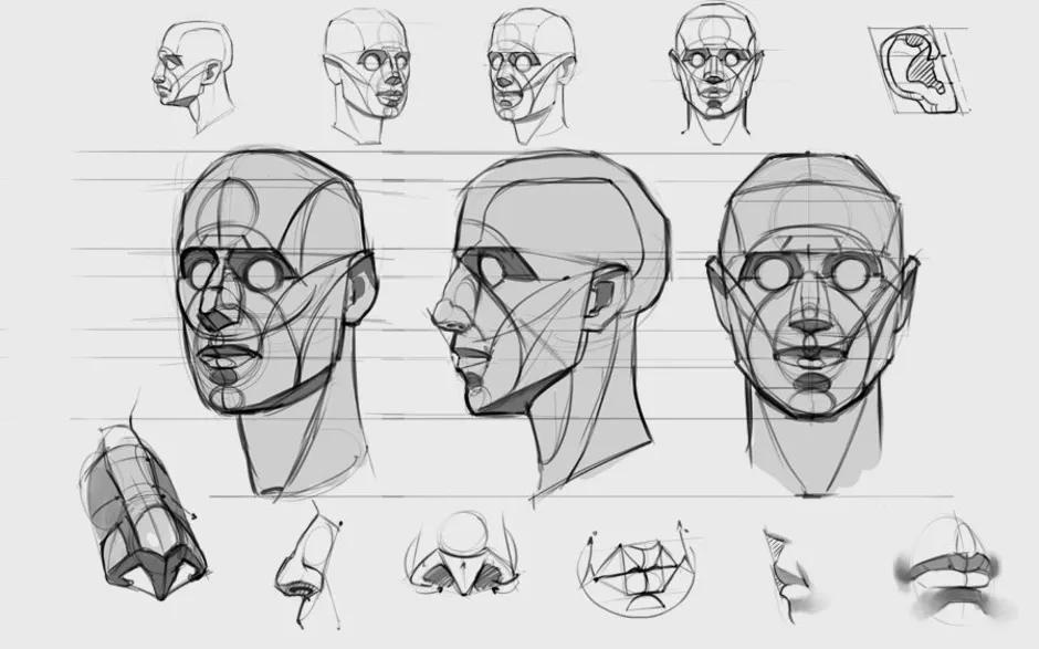 Рисовать строение головы