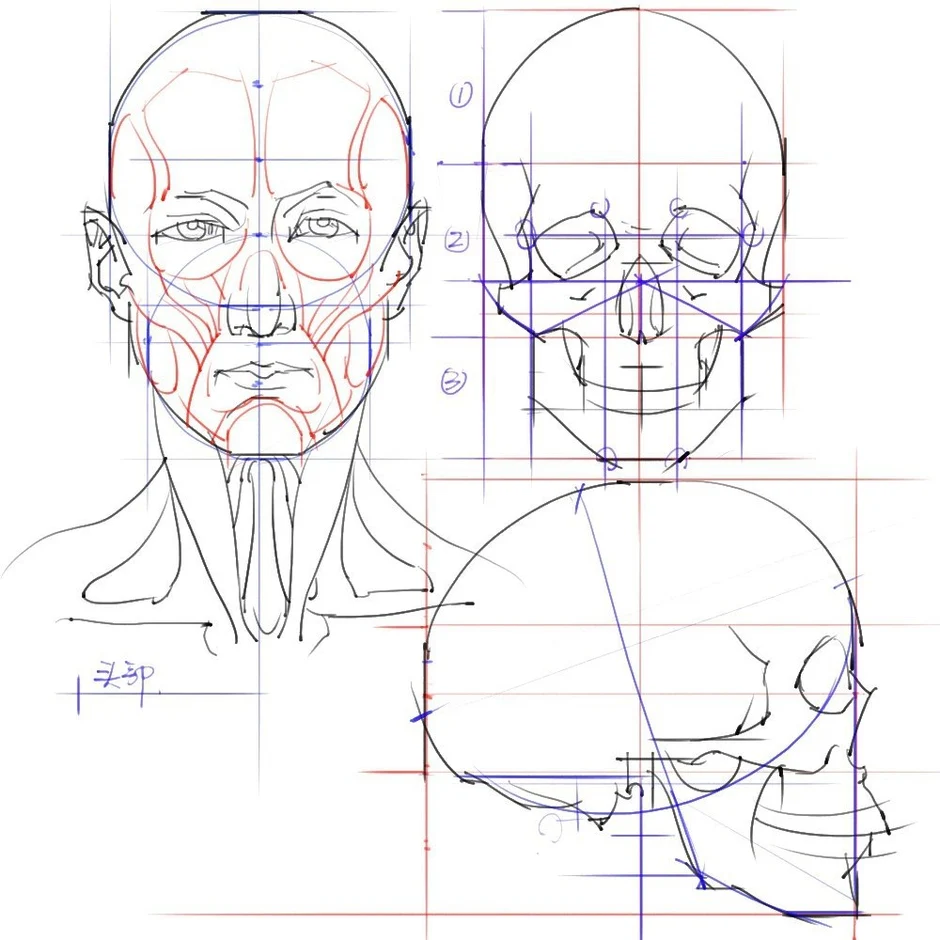 Анатомия мужского лица рисунок