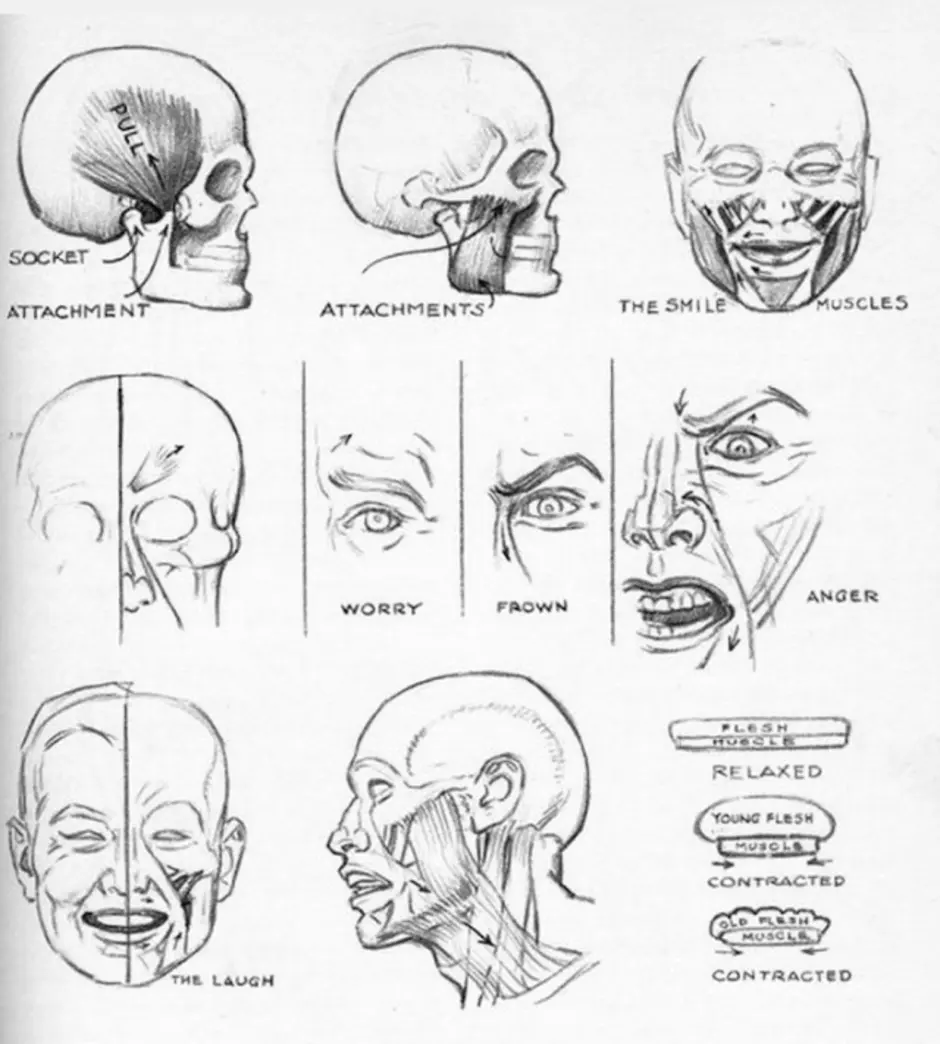 Как рисовать мышцы лица