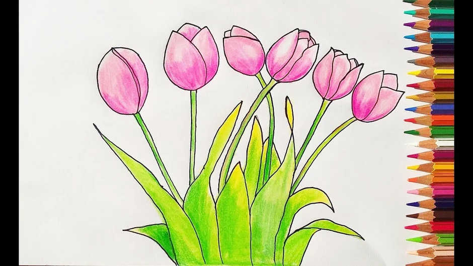 Тюльпаны рисунок цветными карандашами