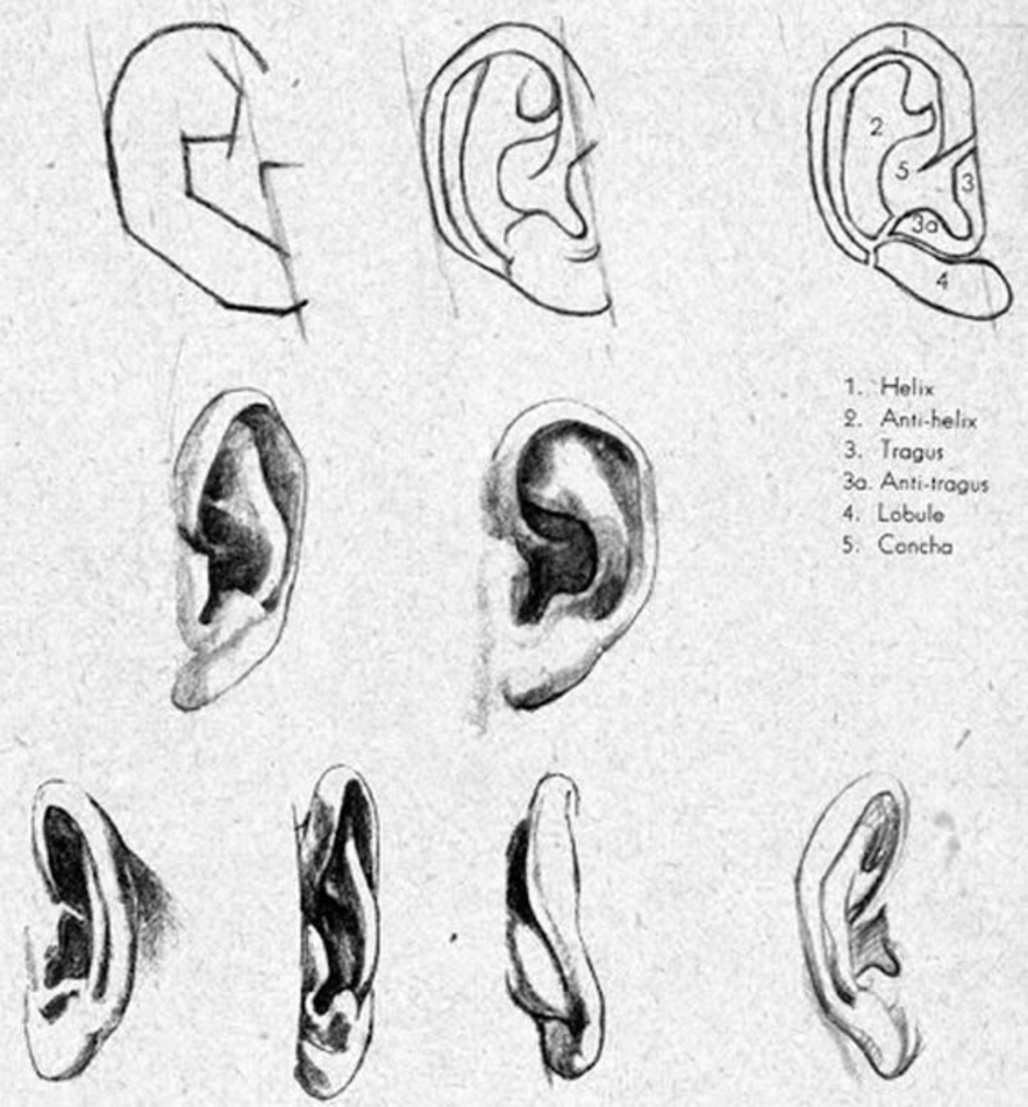 Как нарисовать уши человека на портрете