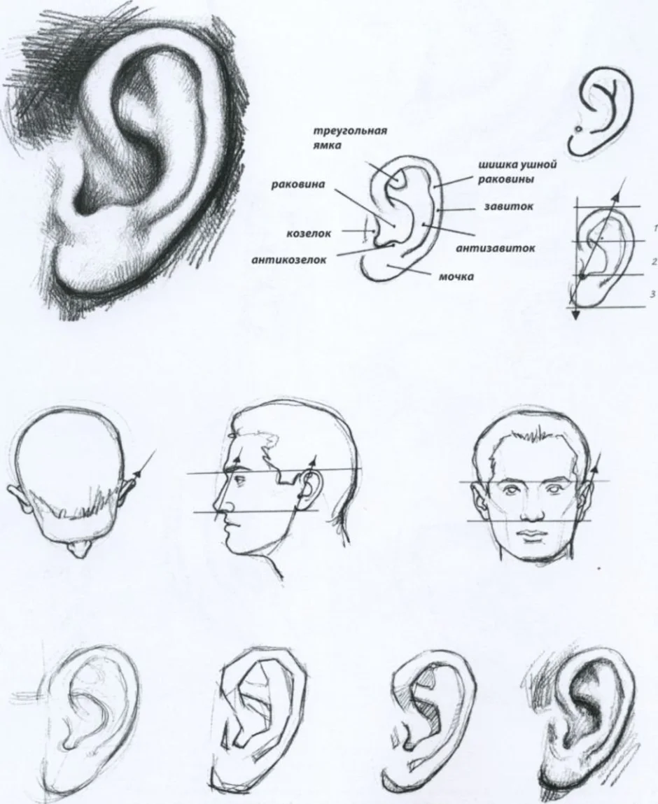 Как легко нарисовать ухо человека