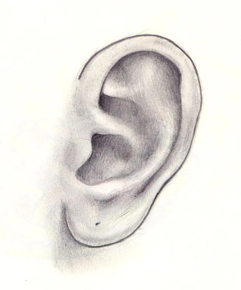 Картинка раскраска уши. Рисунок уха человека. Скетч человека с ушами. Ухо раскраска.