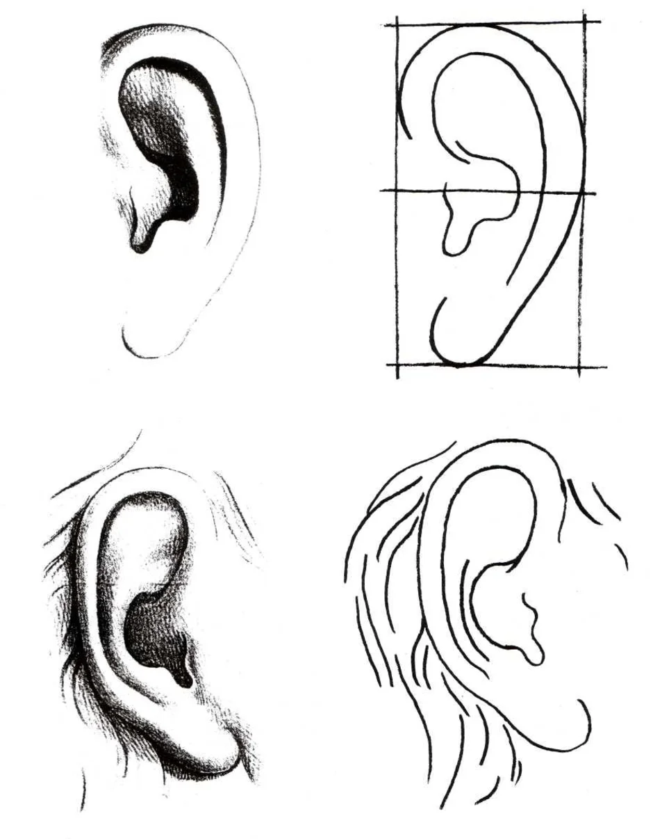 Уха поэтапно. Рисунок уха человека. Зарисовки ушей. Поэтапное рисование ушей. Ухо карандашом для начинающих.