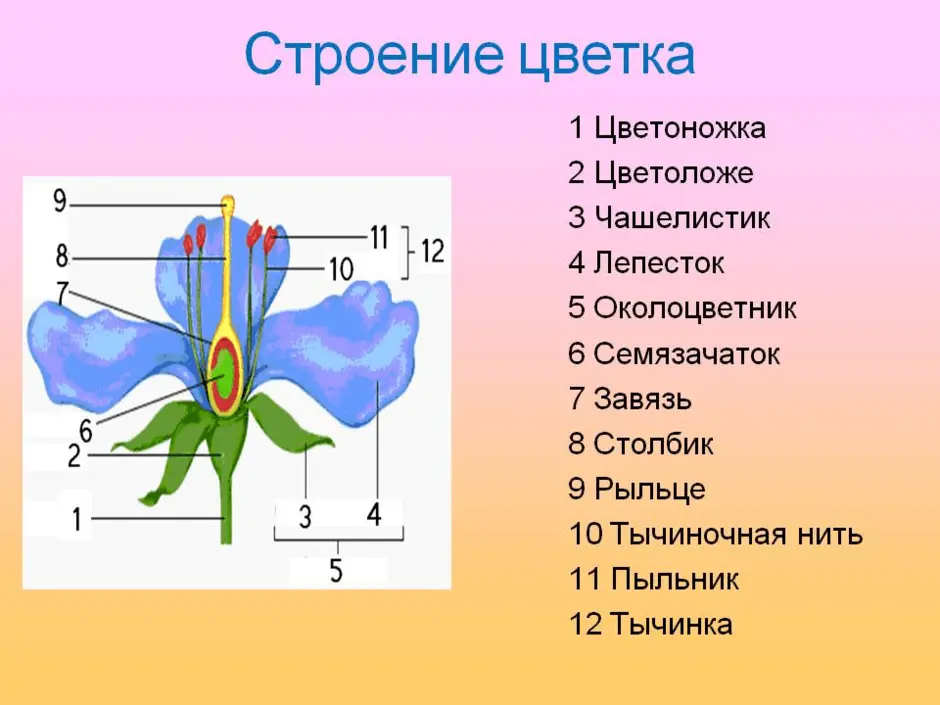 Биология 6 класс пасечник цветок презентация