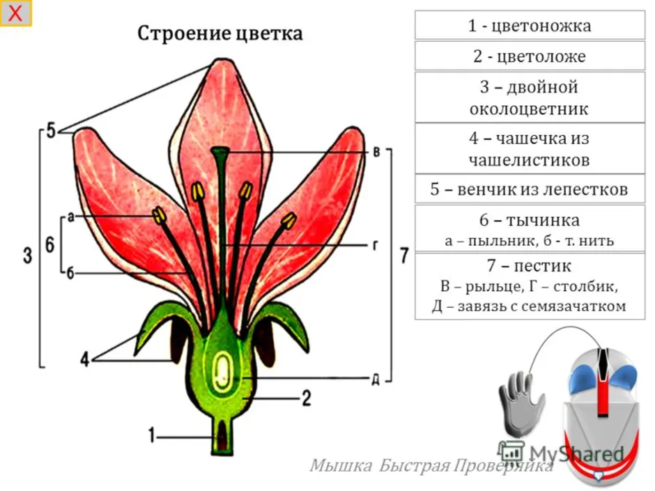 Цветок состоит из околоцветника тычинок. Строение цветка амариллиса. Строение цветка амариллиса схема. Чашелистики пестик тычинки венчик. Строение цветка схема венчик.