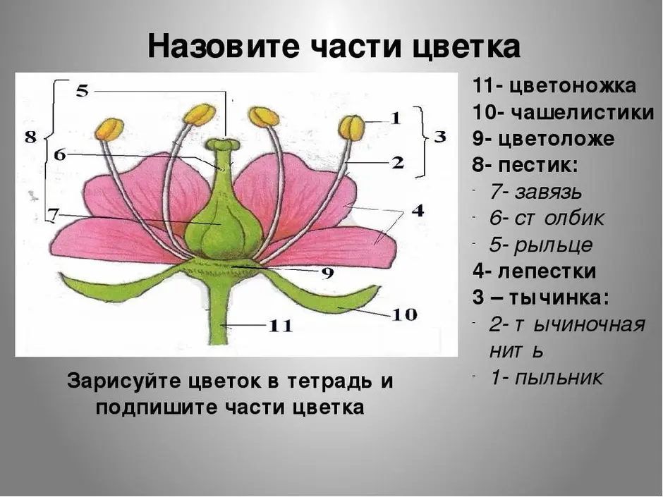 На рисунке подпишите названия частей цветка биология 6 класс