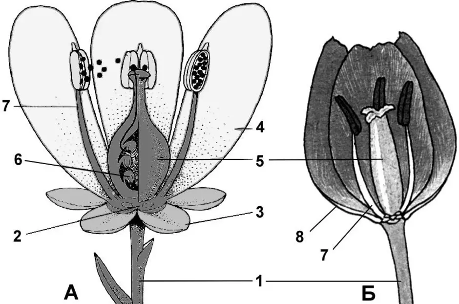 Изображение цветов 6 класс. Строение семязачатка лилии. Околоцветник покрытосеменных растений. Строение тычинок цветкового растения. Схема цветка тюльпана биология.