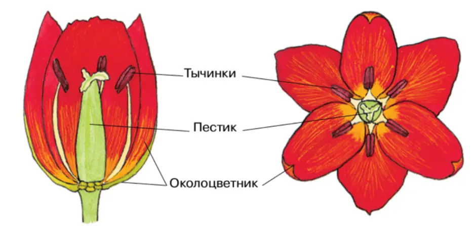 Сделайте подписи к рисунку строение цветка