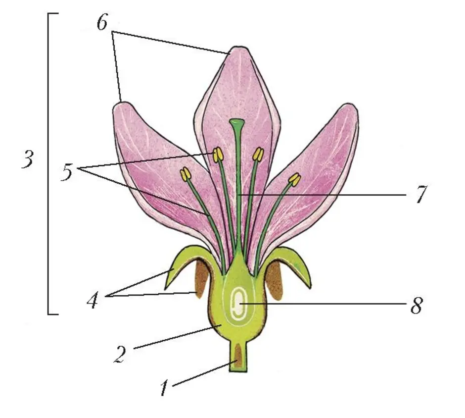 Строение цветка 6 класс биология рисунок с подписями