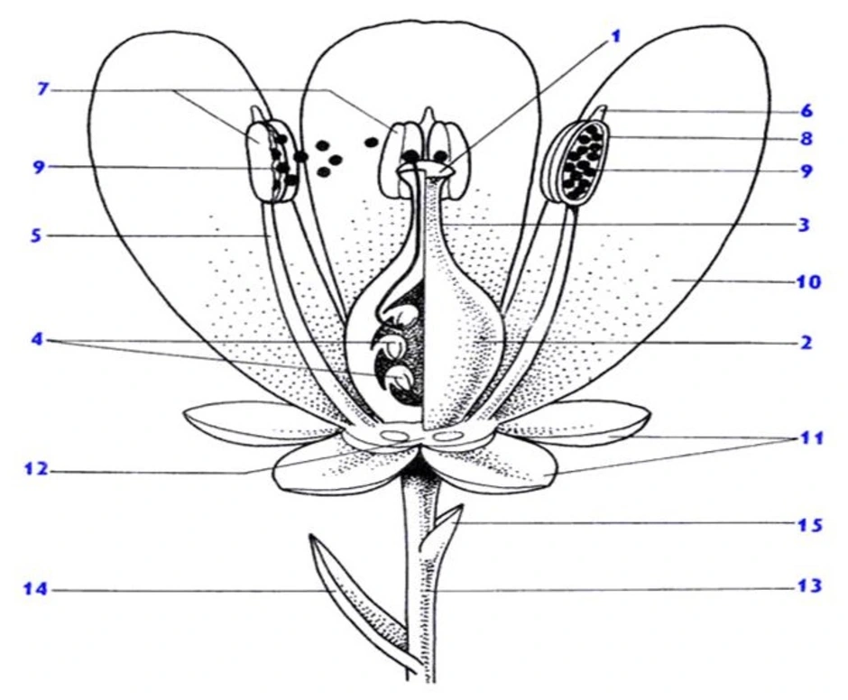Схема строения цветка 6 класс биология рисунок 120