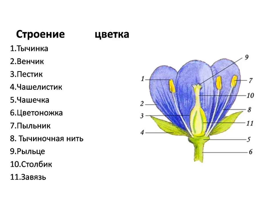 На рисунке стрелкой обозначен лепесток чашелистик пестик пыльник