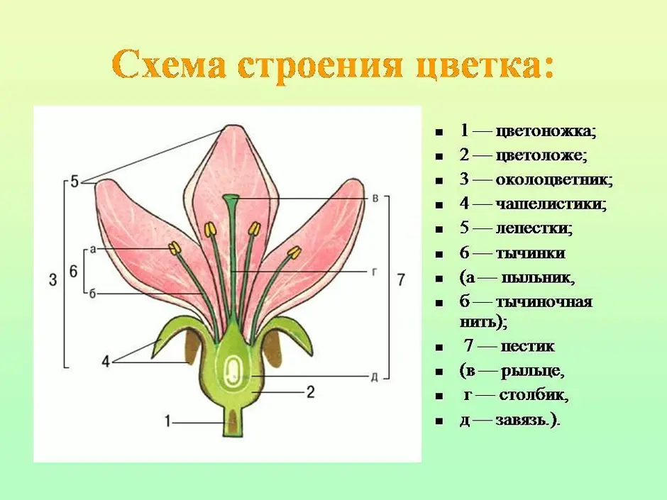 Рассмотрите рисунок сравните строение цветка вишни и тюльпана подпишите их основные части и назовите