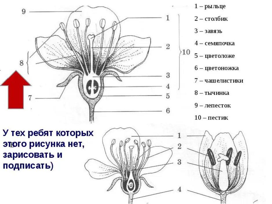 Строение цветка нарцисса схема