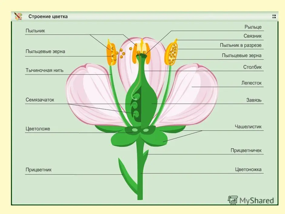 Цветок биология рисунок строение