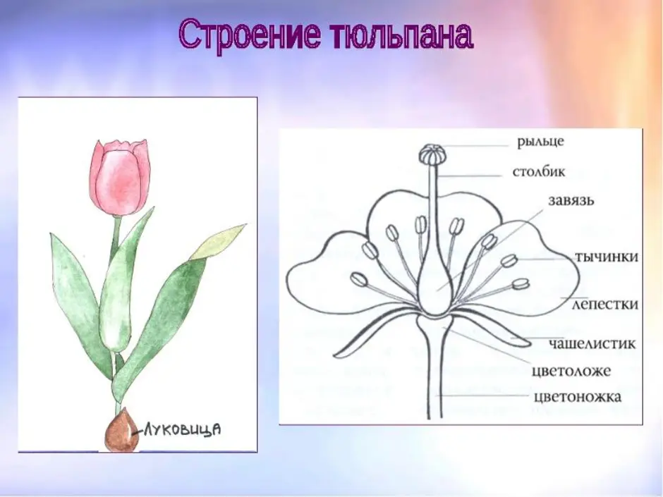 Рассмотрите рисунок сравните строение цветка вишни и тюльпана подпишите их основные части и назовите