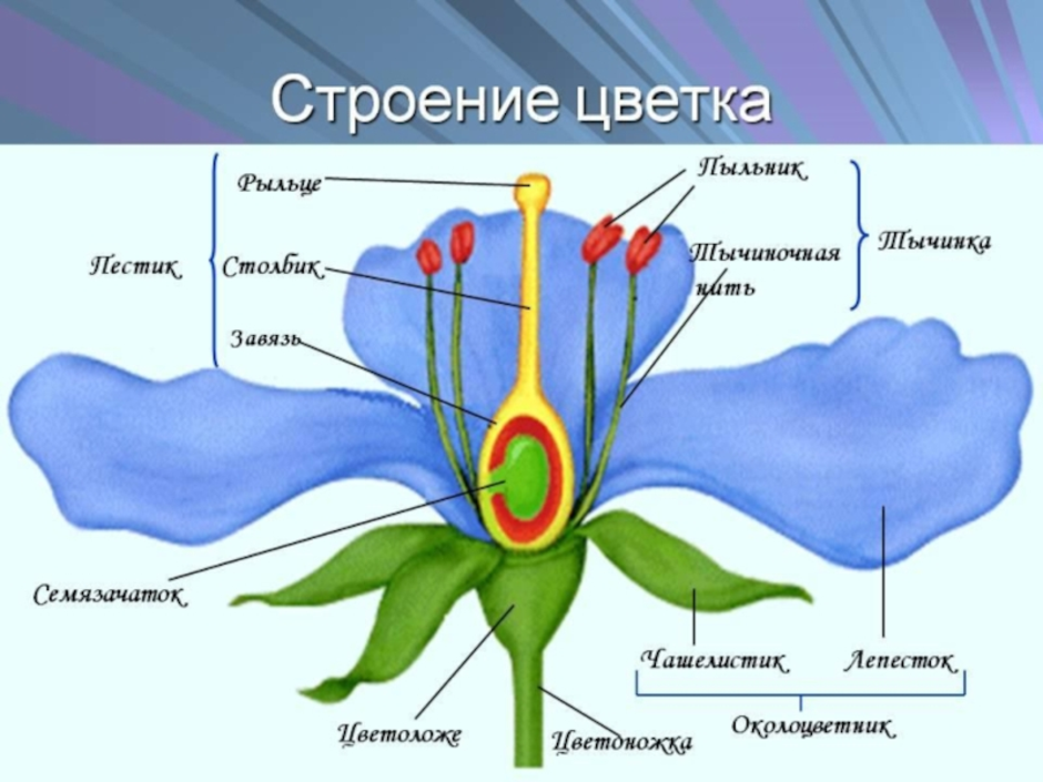 Строение цветка рисунок